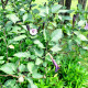 Durman metelový Double Purple - Datura metel - semena durmanu - 5 ks