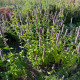 Agastache fenyklová - Agastache foeniculum - semena agastache - 250 ks