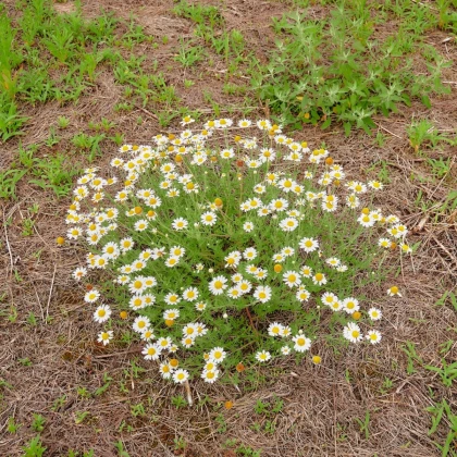 Rmen rolní - Anthemis arvensis - semena rmenu - 0,2 g