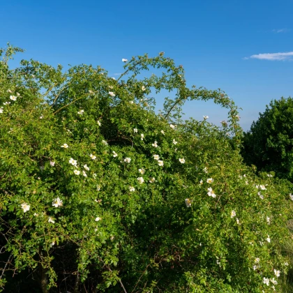 Růže šípková - Rosa canina - semena růže - 5 ks