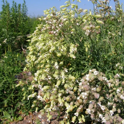 Felfúvódott szilene (Stridolo) – Silene inflata – szilene magok – 380 db