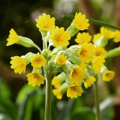 Prvosenka jarní - Primula veris - semena prvosenky - 50 ks
