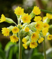 Prvosenka jarní - Primula veris - semena prvosenky - 50 ks