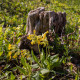 Prvosenka jarní - Primula veris - semena prvosenky - 50 ks
