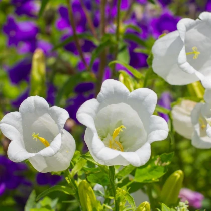 Zvonek karpatský bílý - Campanula carpatica - semena zvonku - 0,03 g