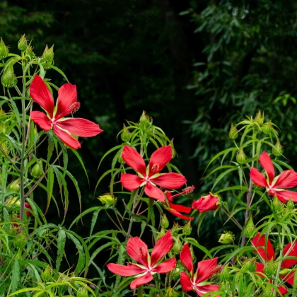 Vörös hibiszkusz – Hibiscus coccineus – hibiszkusz magok – 15 db