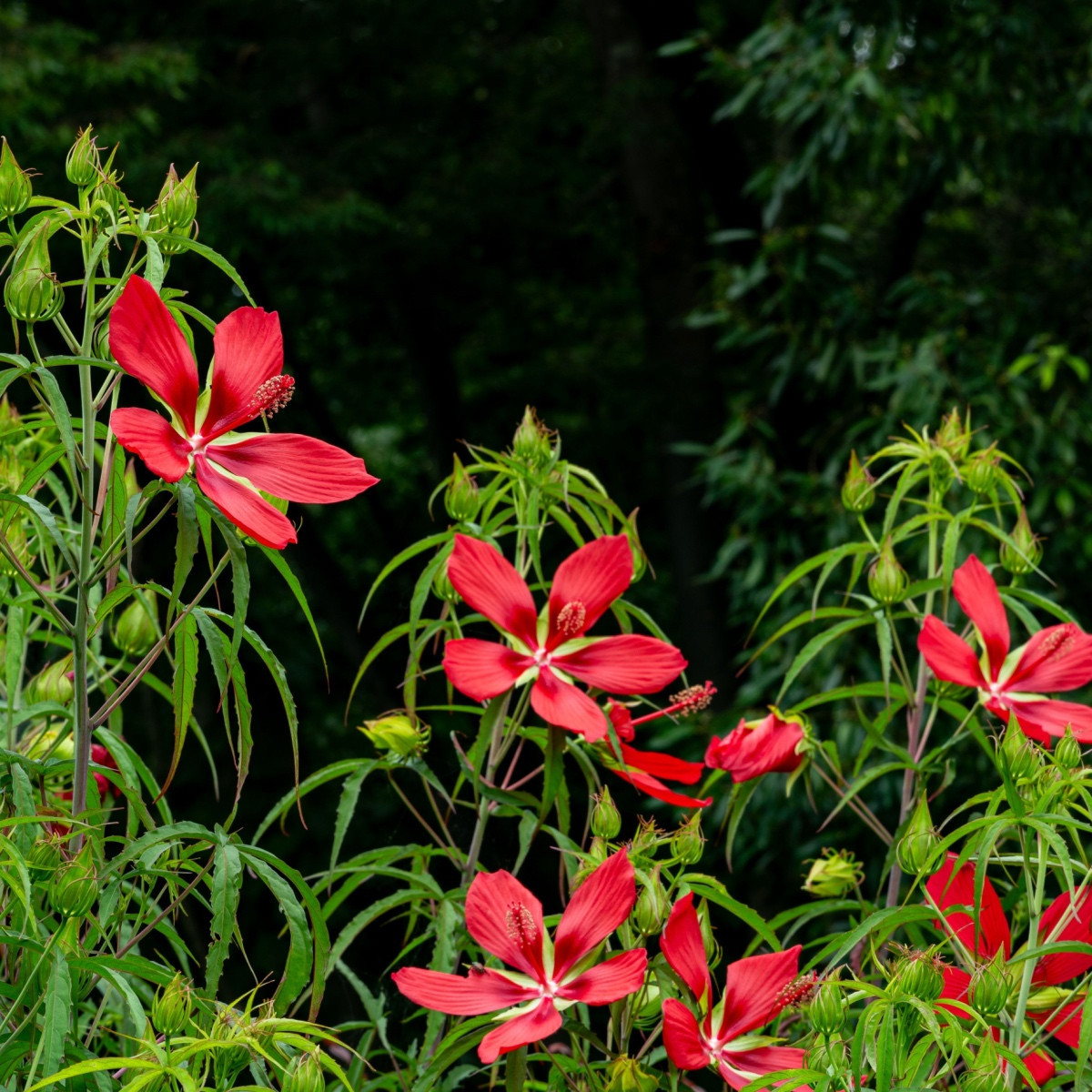 Vörös hibiszkusz – Hibiscus coccineus – hibiszkusz magok – 15 db