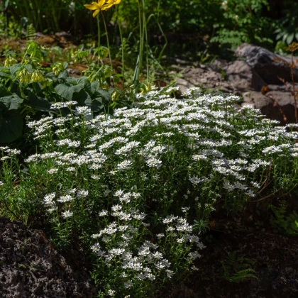 Iberka gibraltarská - Iberis gibraltarica - semena iberky - 35 ks
