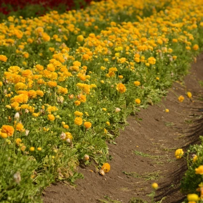 Pryskyřník plnokvětý žlutý - Ranunculus asiaticus - hlízy pryskyřníku - 3 ks