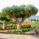 Óriás sárkányfa – Dracaena draco – sárkányfa magok – 8 db