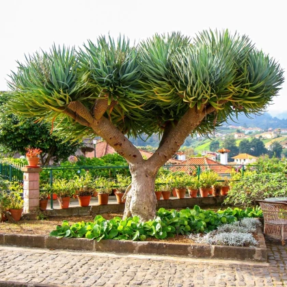 Óriás sárkányfa – Dracaena draco – sárkányfa magok – 8 db