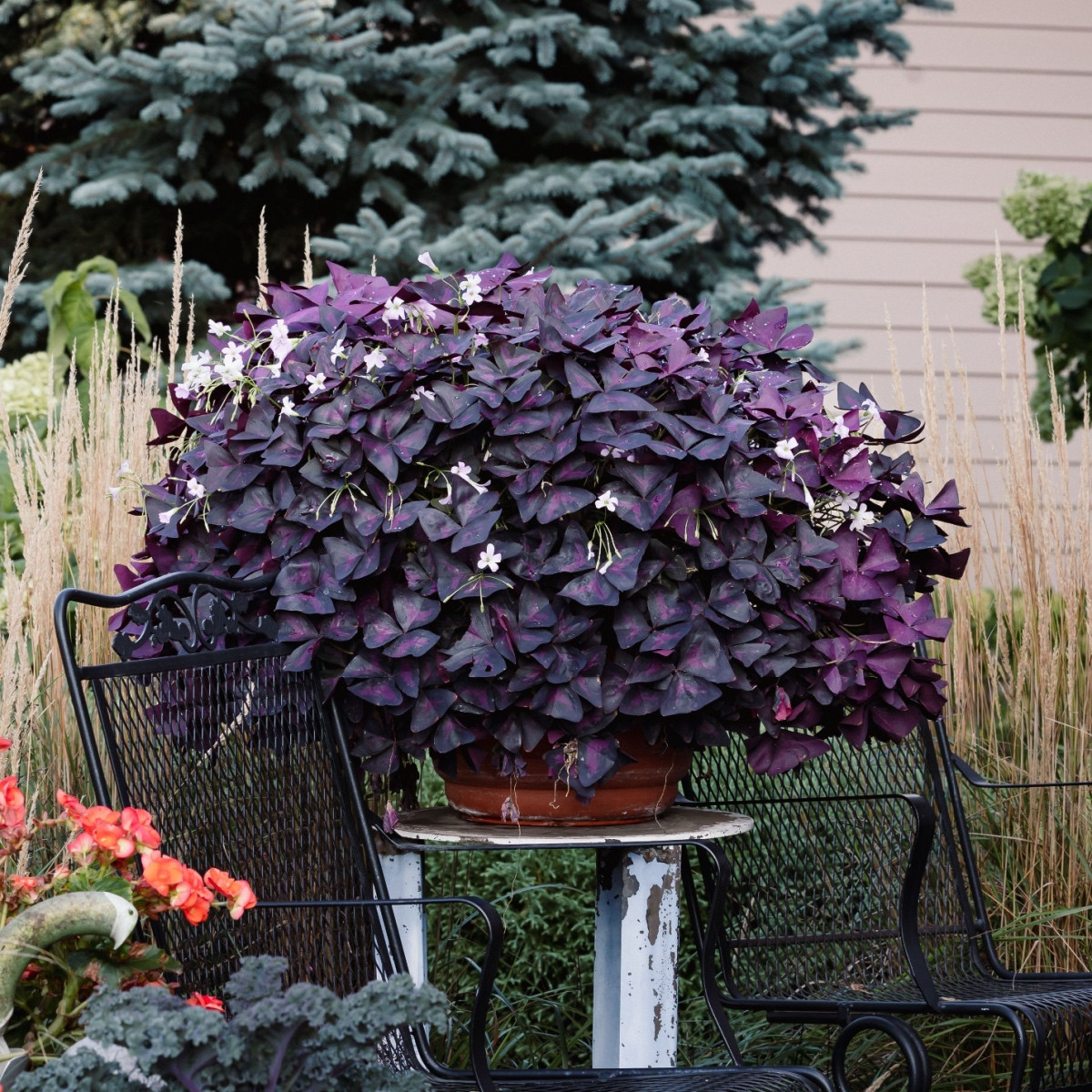 Šťavel trojhranný - Oxalis triangularis - hlízy šťavelu - 3 ks