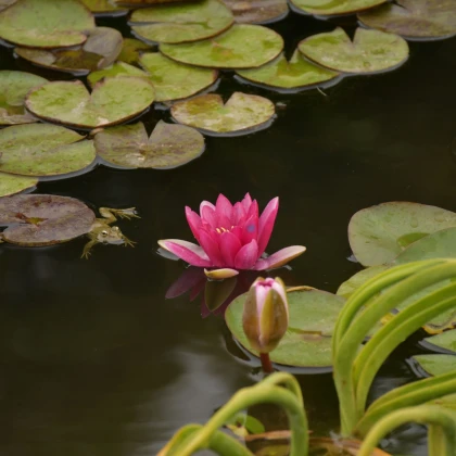 Leknín červený - Nymphaea caerulea - semena leknínu - 5 ks