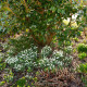 Sněženka Woronova - Galanthus woronowii - cibule sněženky - 3 ks