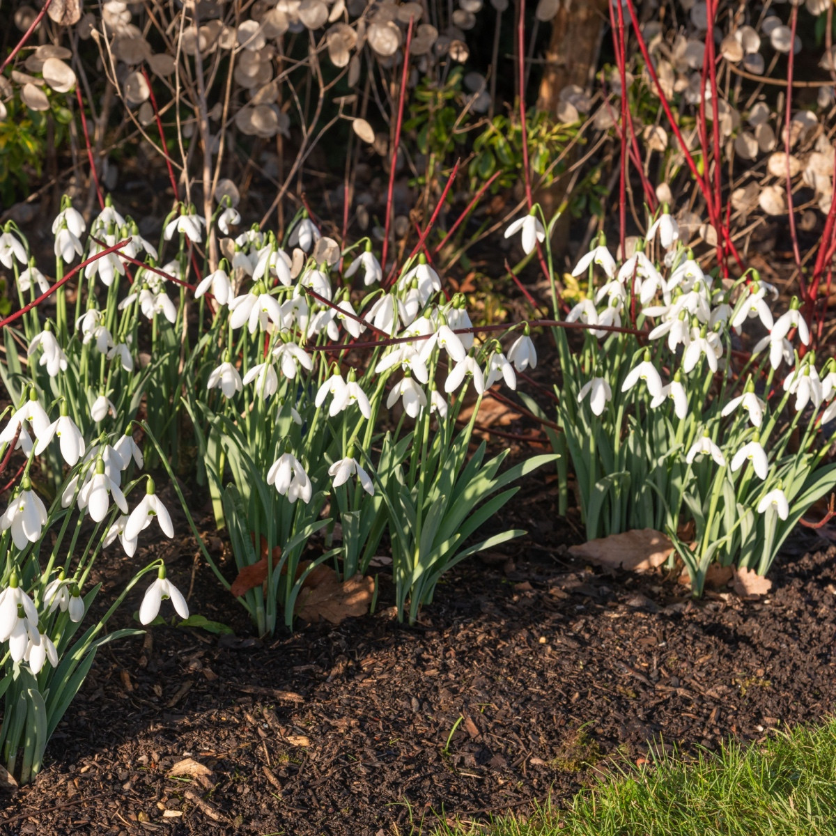 Sněženka Elwésova - Galanthus elwesii - cibule sněženky - 3 ks