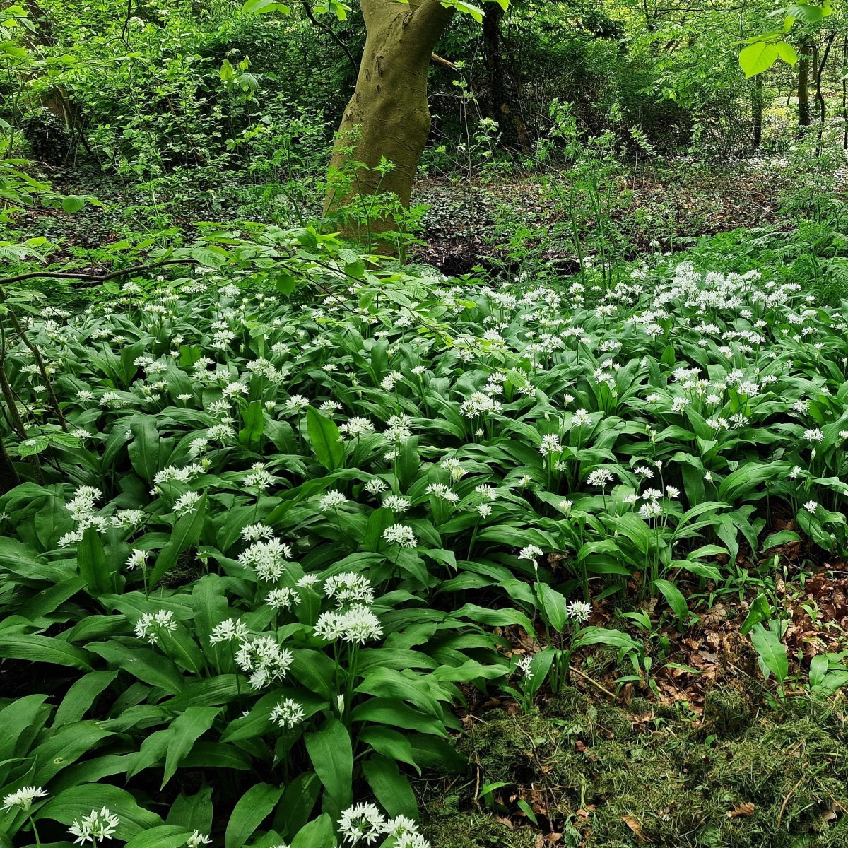 Česnek medvědí - Allium ursinum - cibule medvědího česneku - 3 ks