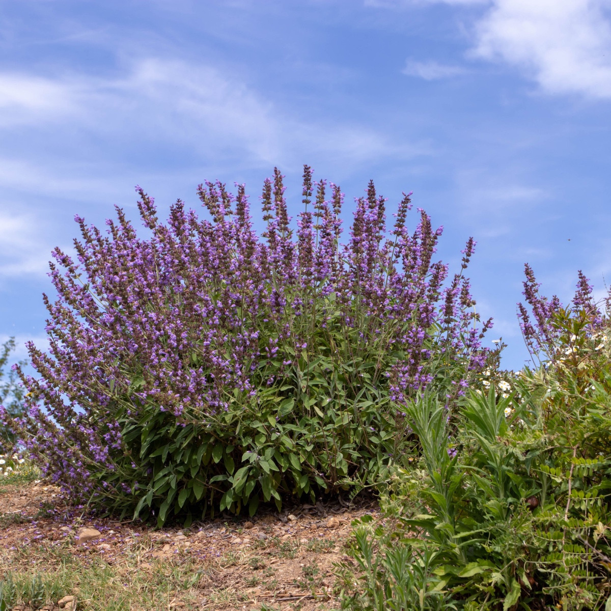 BIO Šalvěj lékařská - Salvia officinalis - bio semena šalvěje - 30 ks