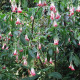 Fuchsie bolívijská bílá - Fuchsia boliviana - semena fuchsie - 10 ks