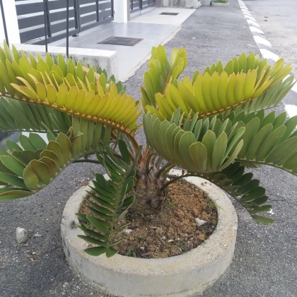 Keják otrubnatý - Cykas - Zamia furfuracea - semena cykasu - 2 ks