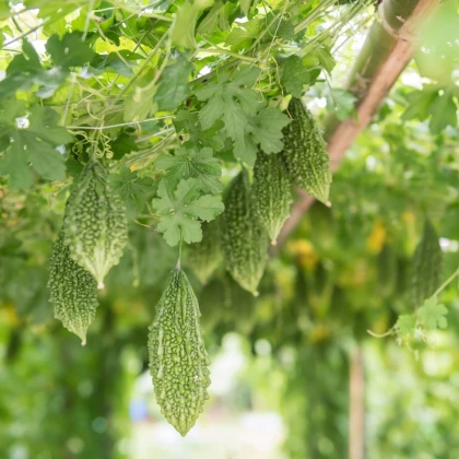 Hořká okurka Naja - Momordica sp. - semena okurky - 6 ks