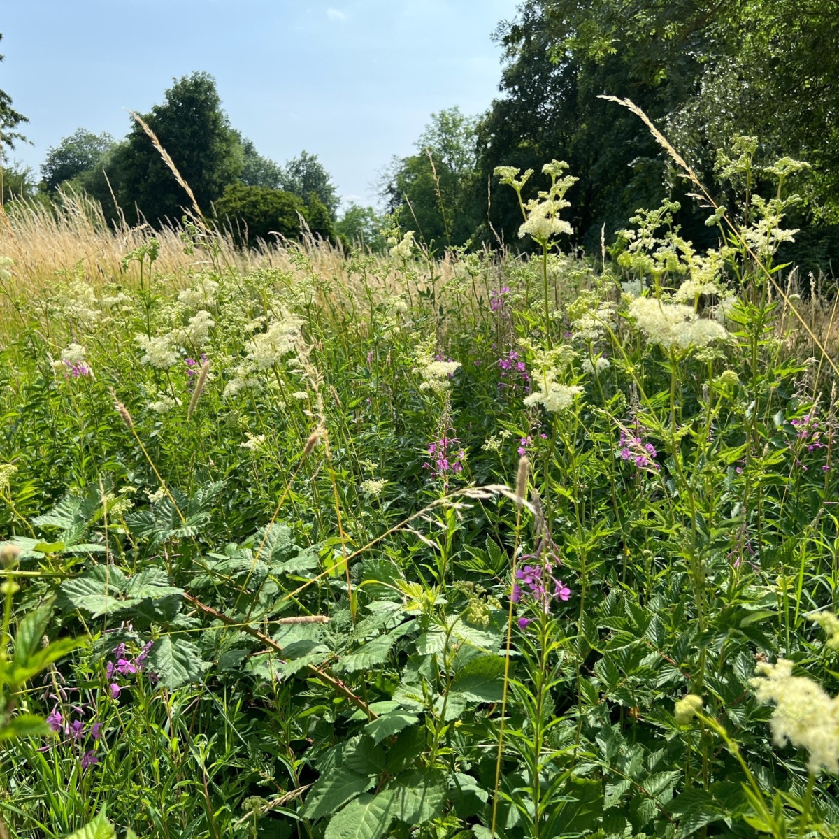 Tužebník jilmový - Filipendula ulmaria - semena tužebníku - 8 ks