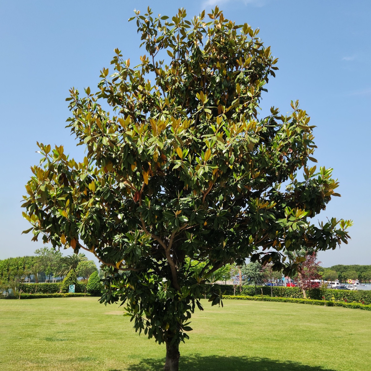 Magnólie velkokvětá - Magnolia grandiflora - semena magnólie - 5 ks
