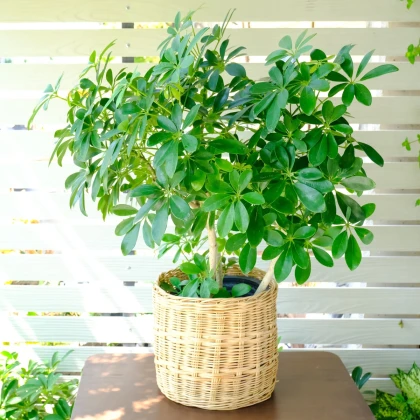 Šeflera actinophylla - Schefflera actinophylla - semena šeflery - 6 ks