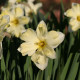 Narcis Cassata - Narcissus - cibule narcisu - 3 ks