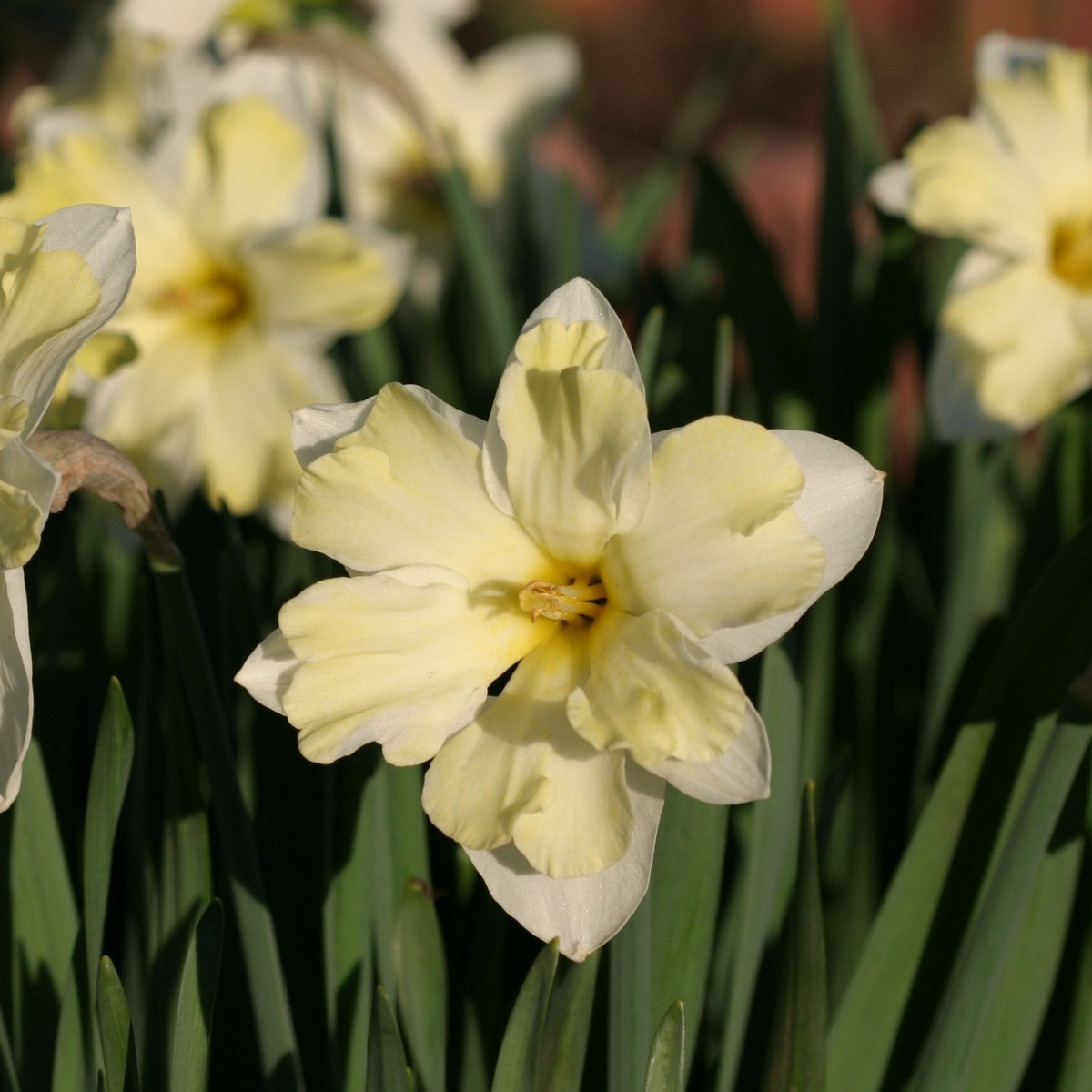 Narcis Cassata - Narcissus - cibule narcisu - 3 ks