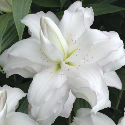 Lilie Lotus Beauty - Lilium - cibule lilie - 1 ks