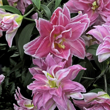 Lilie Lotus Wonder - Lilium - cibule lilie - 1 ks