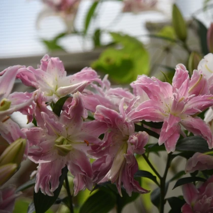 Lilie Lotus Elegance - Lilium - cibule lilie - 1 ks