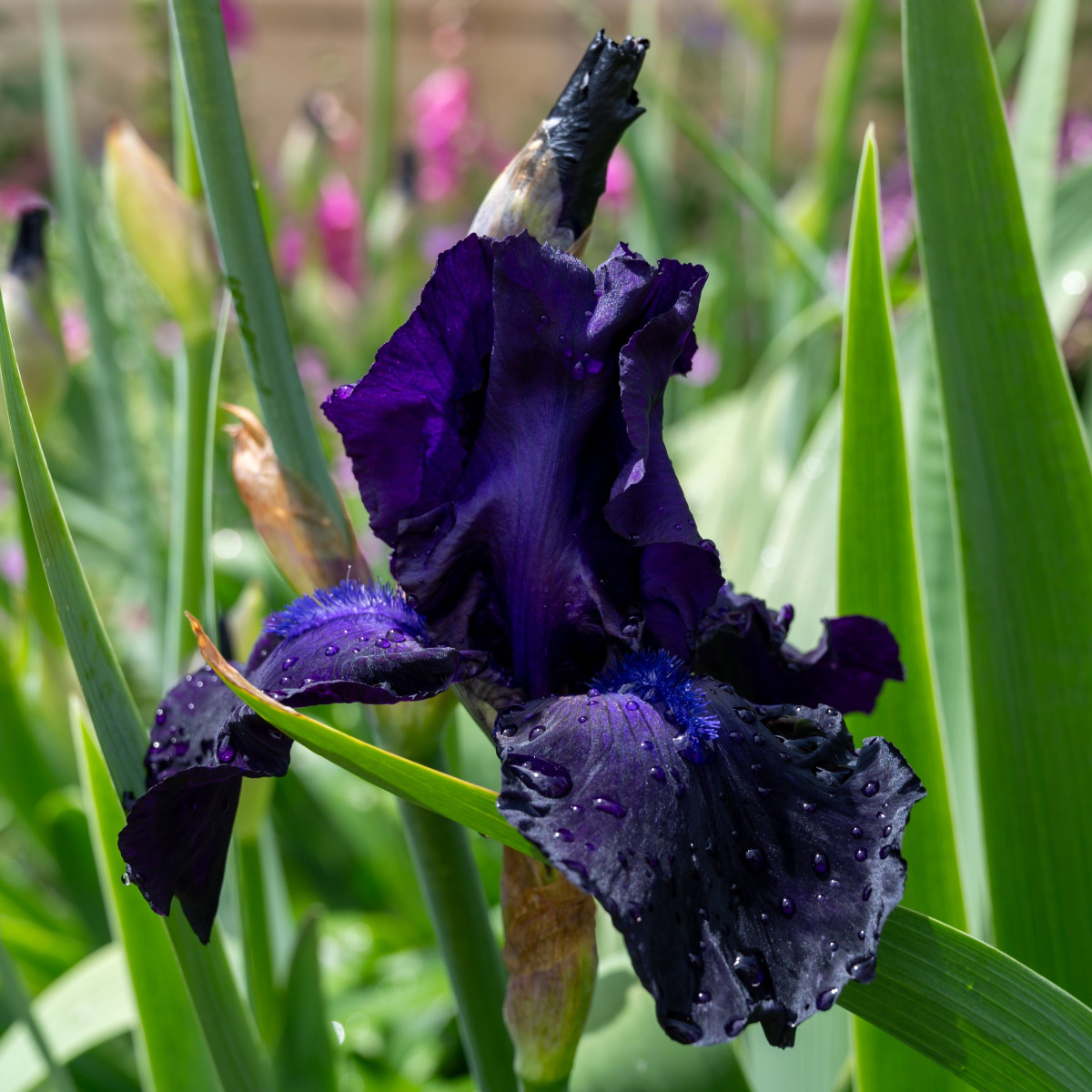 Kosatec německý Dudky Challenger - Iris germanica - hlízy kosatce - 1 ks