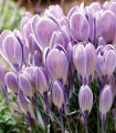 Krokus Striped Bird - Crocus tommasinianus - hlízy krokusu - 3 ks