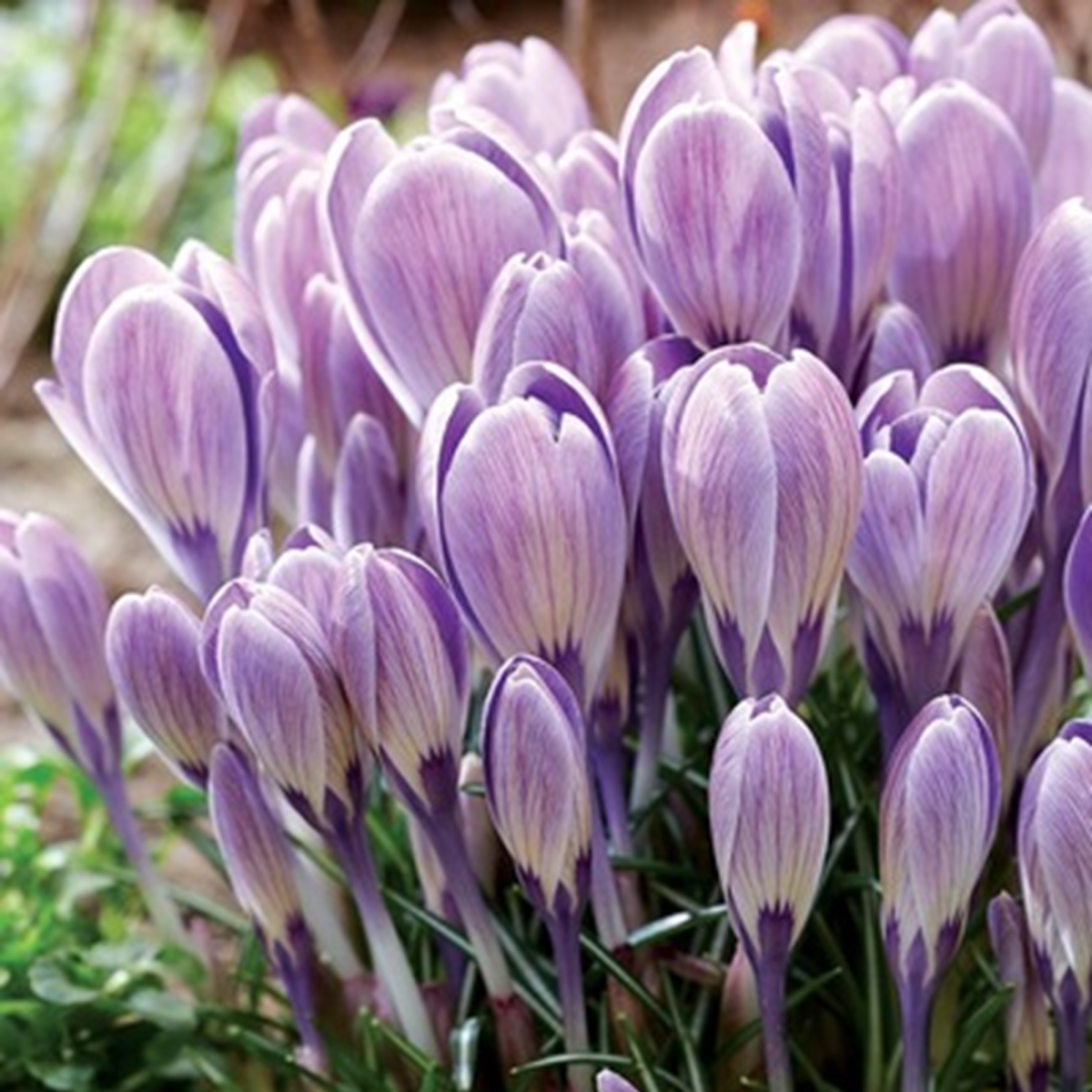 Krokus Striped Bird - Crocus tommasinianus - hlízy krokusu - 3 ks