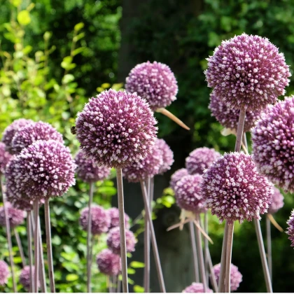 Česnek Summer Drummer - Allium - cibule okrasného česneku - 3 ks