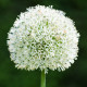 Česnek White Giant - Allium - cibule okrasného česneku - 1 ks