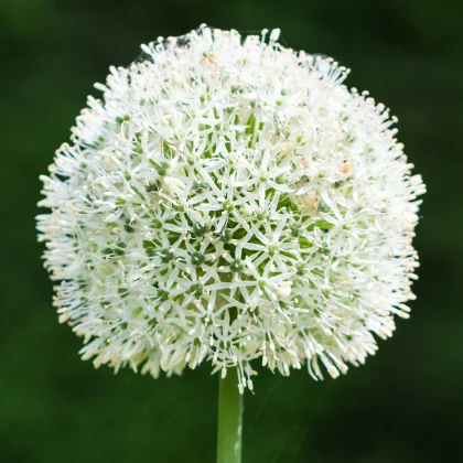 Česnek White Giant - Allium - cibule okrasného česneku - 1 ks