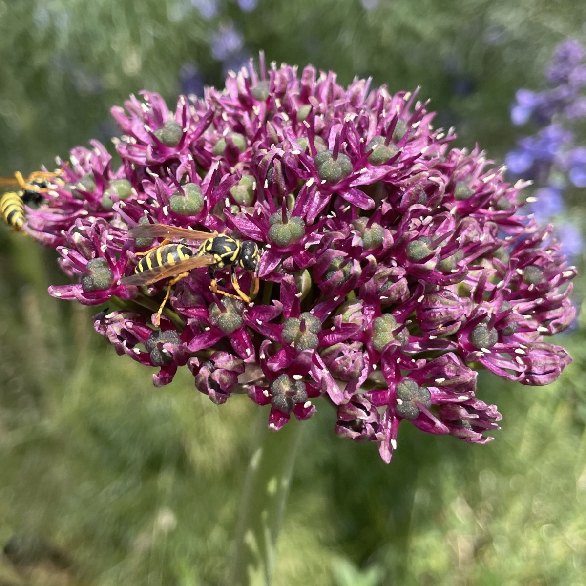 Česnek Atropurpureum - Allium - cibule okrasného česneku - 1 ks