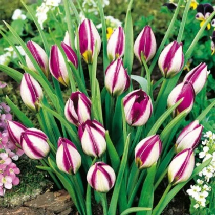 Tulipán Persian Pearl - Tulipa humilis - cibule tulipánu - 3 ks