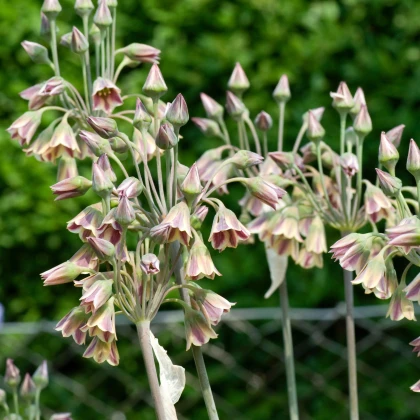 Česnek sicilský - Allium siculum - cibule okrasného česneku - 5 ks
