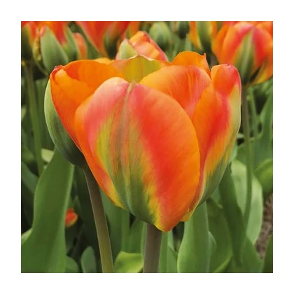 Tulipán Orange Marmelade - Tulipa - cibuloviny - 3 ks