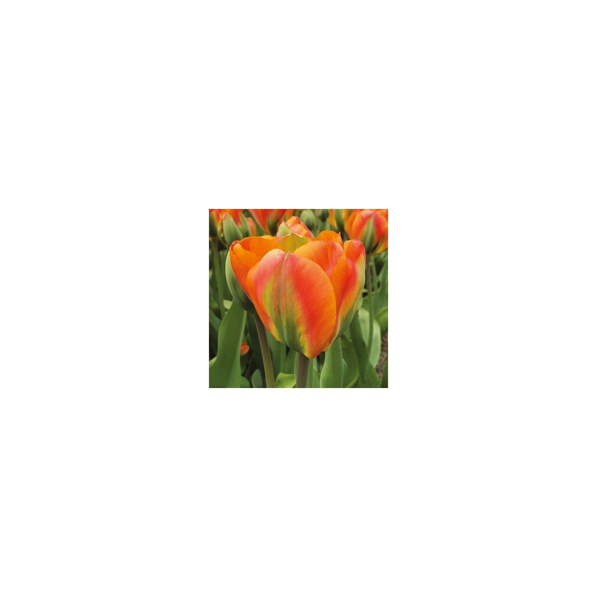 Tulipán Orange Marmelade - Tulipa - cibuloviny - 3 ks