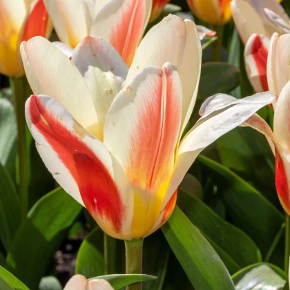 Tulipán Hearts Delight - Tulipa - cibule tulipánu - 3 ks