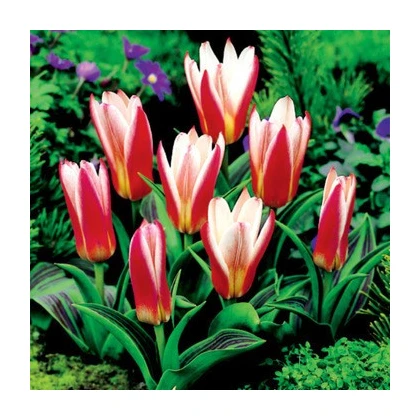 Tulipán Hearts Delight - Tulipa - cibule tulipánu - 3 ks