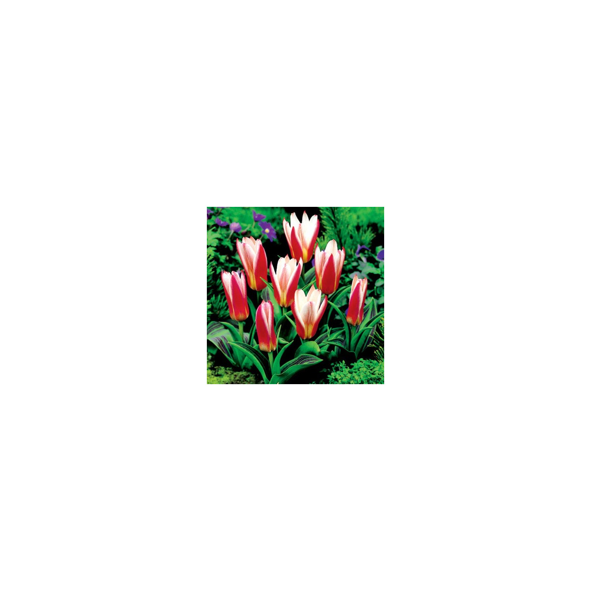 Tulipán Hearts Delight - Tulipa - cibule tulipánu - 3 ks