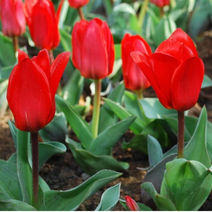 Tulipán Showinner - Tulipa - cibule tulipánu - 3 ks