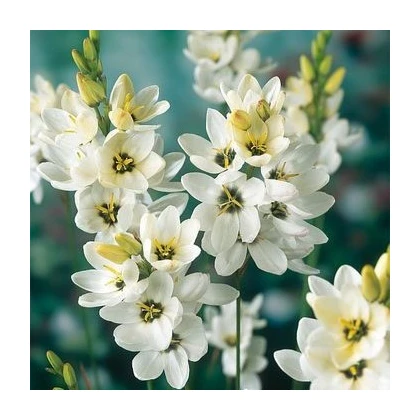 Duhovice Giant - Ixias - hlízy duhovice - 3 ks