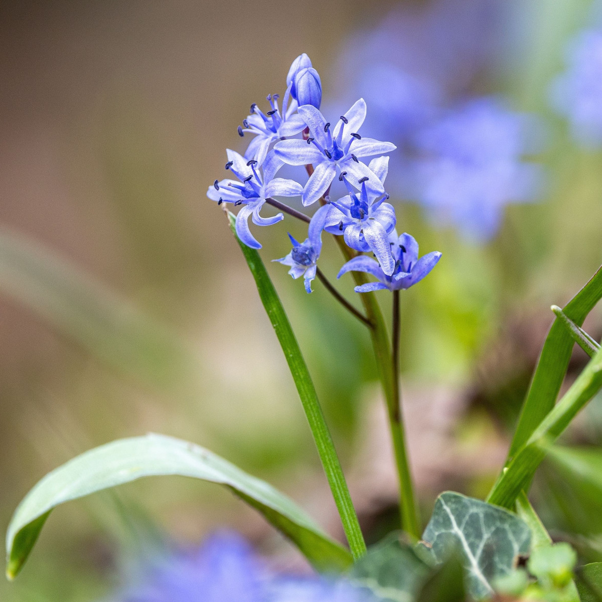 Ladoňka dvoulistá modrá - Scilla bifolia blue - cibule ladoňky - 3 ks