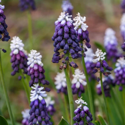 Modřenec Grape Ice - Muscari - cibule modřence - 5 ks